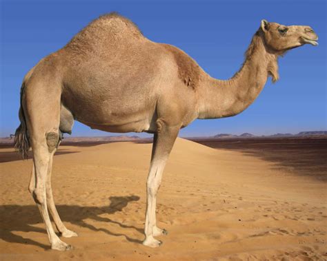 [200+] Camel Pictures | Wallpapers.com