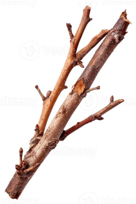 natural twigs  branches isolated  white background  organic