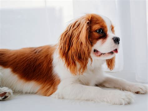 Cavalier - Dog Breed Guide | Spot Canada