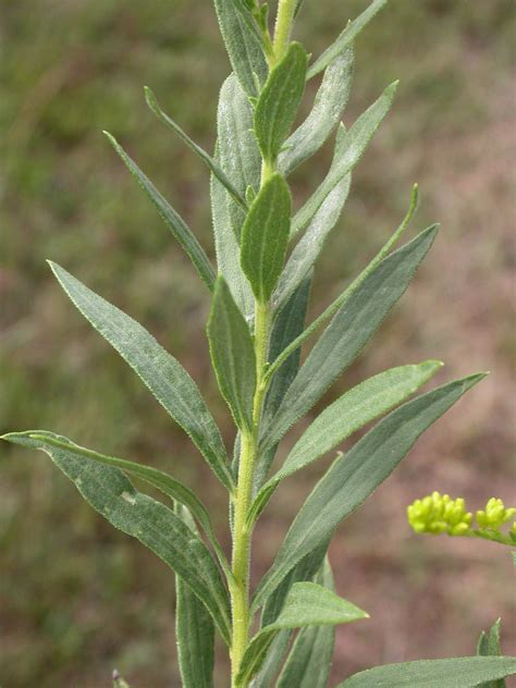Solidago canadensis (Asteraceae) image 12319 at PhytoImages.siu.edu