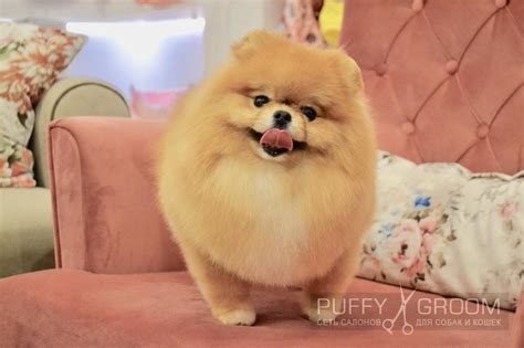 Стрижка Шпица - груминг в Москве - цена в салонах Puffy-Groom