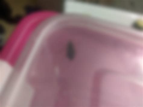 Help! Found this roach near my pet roach cultures, I live in central