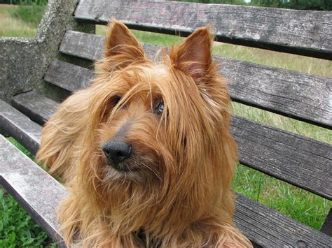 Australian Terrier Dog - Free photo on Pixabay