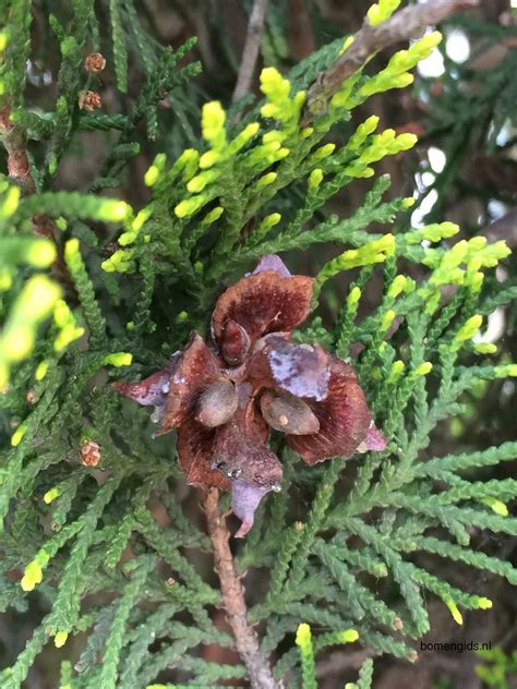 Herken de boomsoort NL: Oosterse levensboom; Latin: Thuja orientalis ...