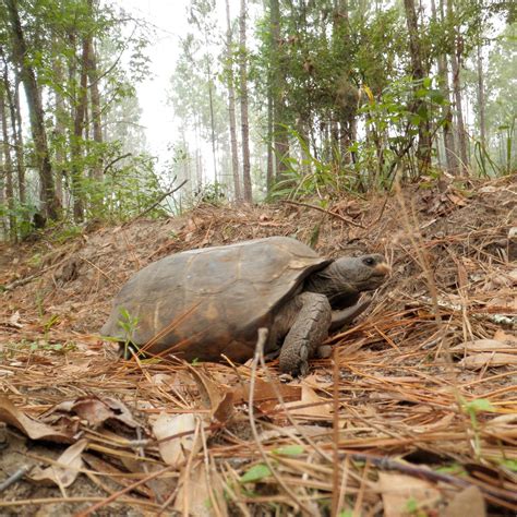 Turtle Conservancy - Many of the turtle species in the Amazon River
