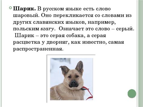 Клички домашних животных - презентация, доклад, проект