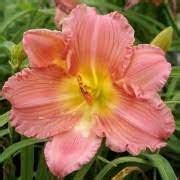 EveryDaylily Cerise - TomKert Kft.