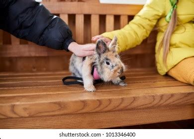 Children Trampling Small Rabbit Stock Photo 1013346400 | Shutterstock