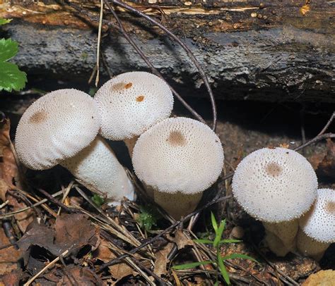 Дождевик съедобный (Lycoperdon perlatum) фото и описание