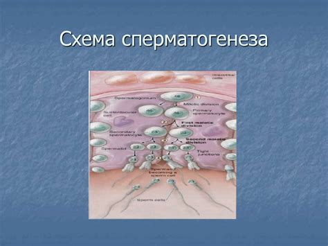 Анатомия и физиология мужской репродуктивной системы - презентация онлайн
