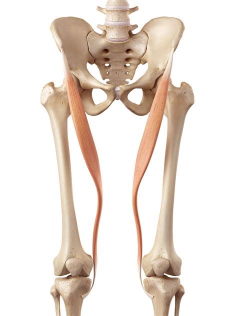 sartorius muscle function anatomy exercises