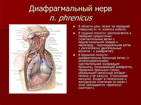 Спинномозговые нервы - online presentation