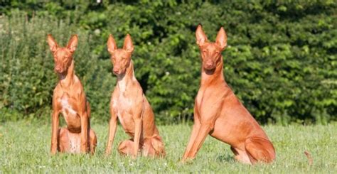 400+ Awesome African Dog Names: Names for African Breeds