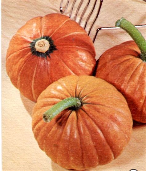 Savoring the Harvest: The Year of the Squash in Pictures - National ...