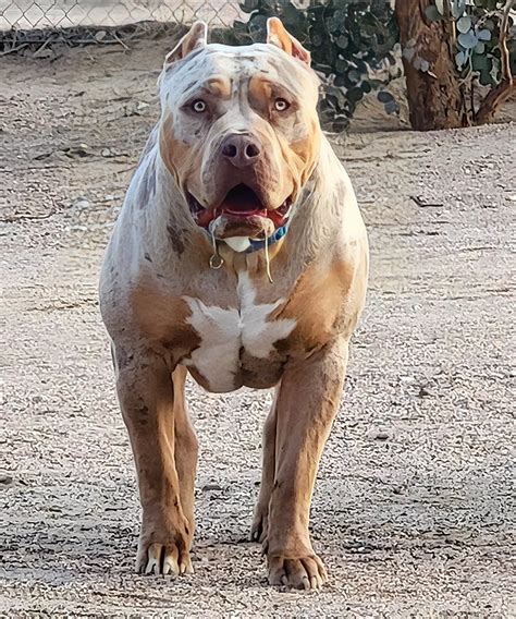 Upcoming XL Bully Breedings