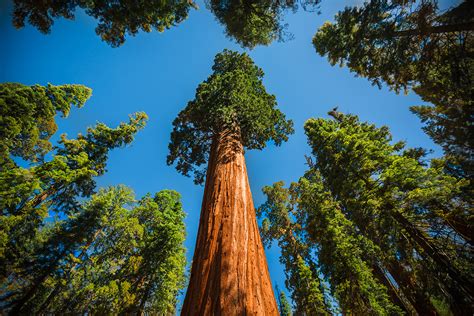 Sequoia National Park | Earth Blog