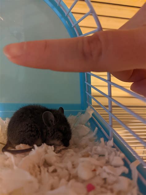 My cats chased this mouse down my hall, I heard it squeaking, and was