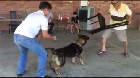 Guard Dog Training | Knine Professional Dog Services