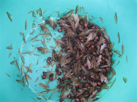 B a r i c h a r e a n d o: culonas