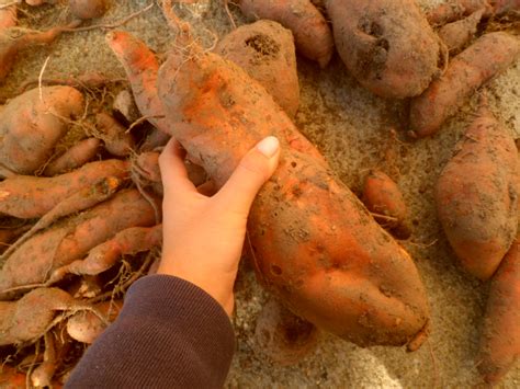 Annie's Journal: Our biggest sweet potato harvest ever