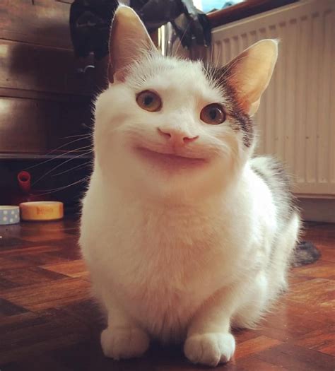 Funny Pictures Memes Cat