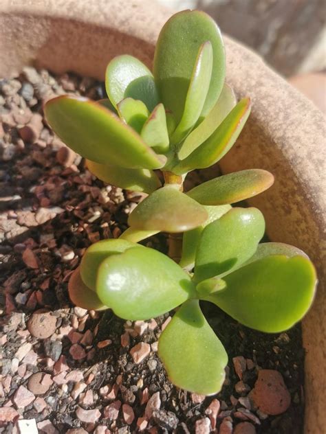How to Keep Your Jade Plant Thriving for Decades (Yes, Really)