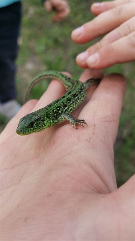 Ящерица 🦎 в 2024 г | Ящерица