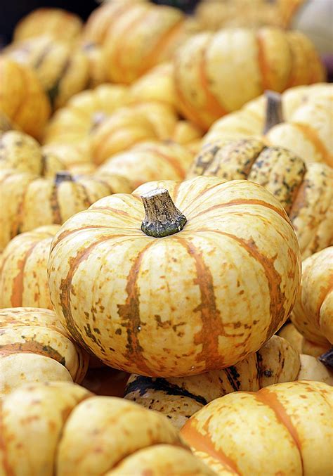 9,000+ Free Pumpkins & Halloween Images - Pixabay