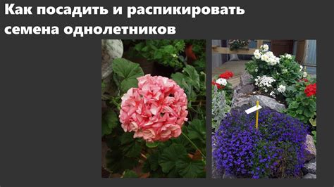 Посадка семян и пикировка лобелии, бальзамина, пеларгонии и других ...