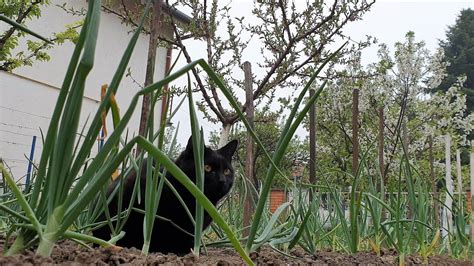 Predatory behavior of cats
