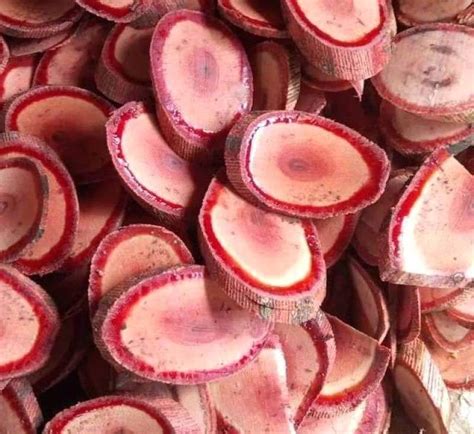 Jenis Tanaman Bajakah Yang Bisa di Pakai Untuk Obat