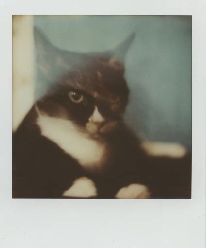 Купить Кассета Полароид 600/636 цветная (классика) - Polaroid STORE ...