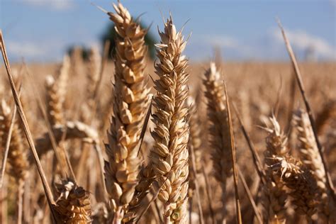 Wheat Gluten Barley - Dr Ben Reebs