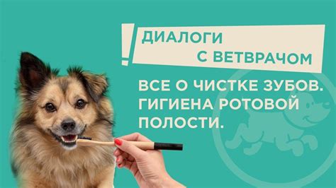 Все о чистке зубов питомца - YouTube