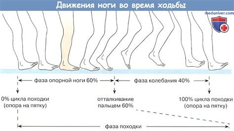 Анатомия: Стопа как целое и ее своды