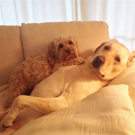 15 Adorable Dogs Who Only Want Cuddles - Dog Fancast
