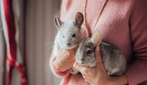 Taming Your Chinchilla - Cheerful Chinchilla