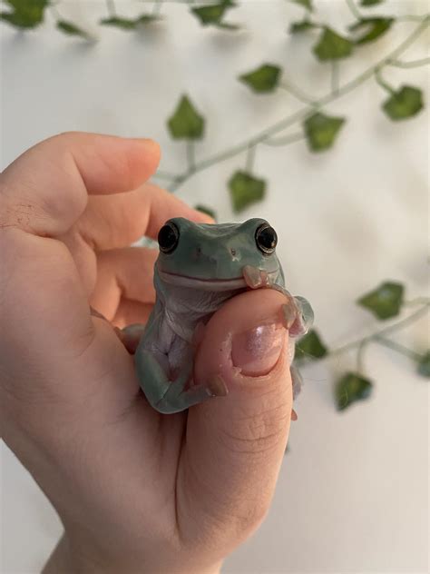 no thought, only 🙂 : r/frogs