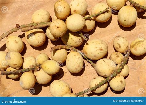 lanzones tree clipart