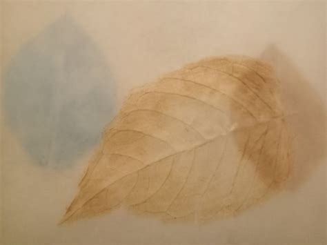 My project in Illustrating Nature: A Creative Exploration course ...