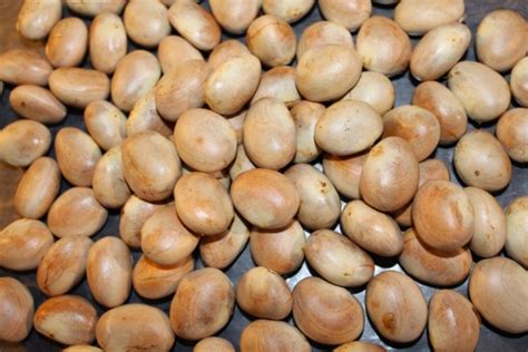 Caroço de Jaca: 25 benefícios, informação nutricional e malefícios | Dr ...