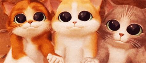 cutest cat  gif
