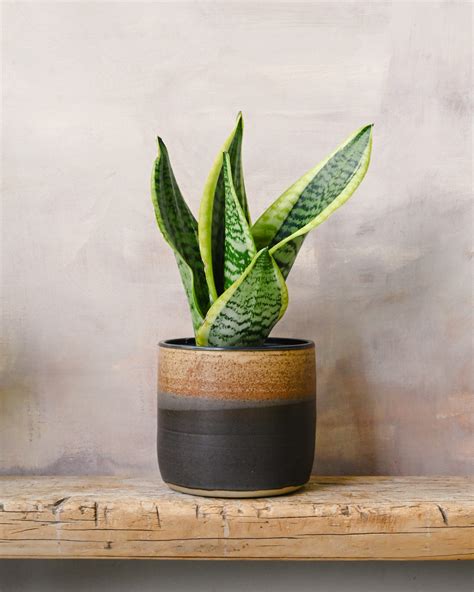 Sansevieria Futura Superba – 14cm – I Got Planty