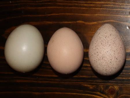 acres  dream  turkey egg