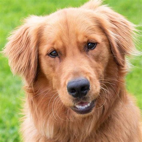 Home: Homeward Bound Golden Retriever Rescue & Sanctuary