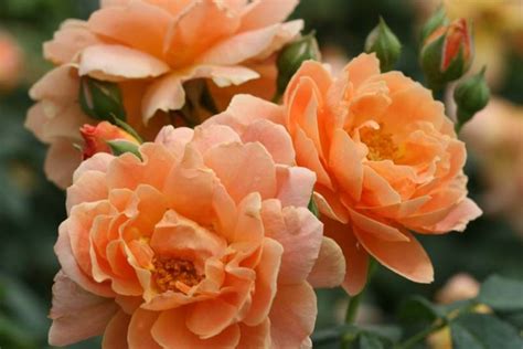 Rosa At Last® (Floribunda Rose)