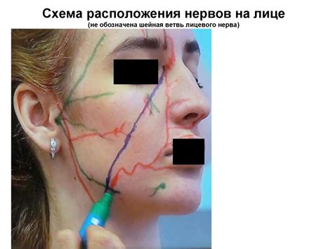 Анатомия лица - презентация онлайн