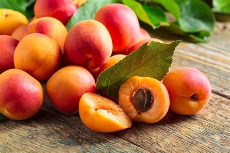 Amazon.com : 5 Seeds Manchurian Apricot Fruit Tree Flowering Prunus ...
