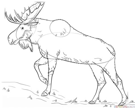 How to draw a moose | Step by step Drawing tutorials