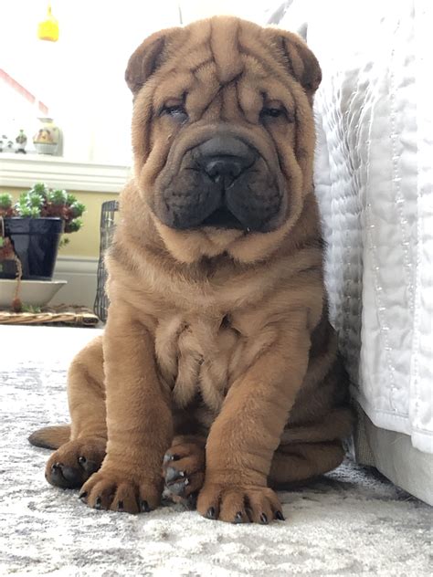 Adorable English Bulldog Puppy
